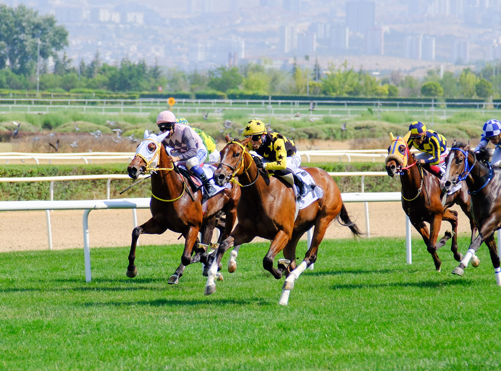 DEMOKRASİ VE MİLLİ BİRLİK GÜNÜ KOŞUSU GALİBİ LOCO SUGAR