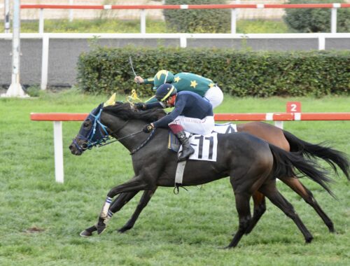 TALİ ÇALBATUR KOŞUSU GALİBİ BEAUTY OF DARKNESS