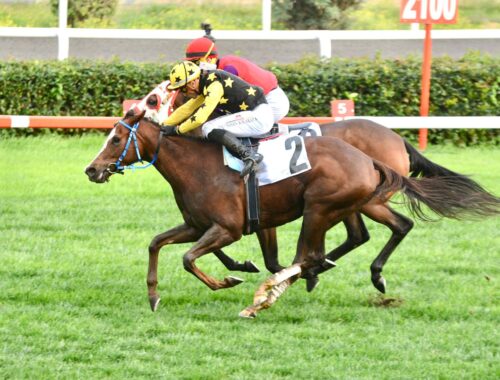 ZÜHTÜ ERİŞEN KOŞUSU GALİBİ AMAZING TOUCH