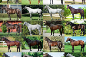 2026 YILI AYGIR KATALOĞU AYGIR MÜRACAATLARI BAŞLADI