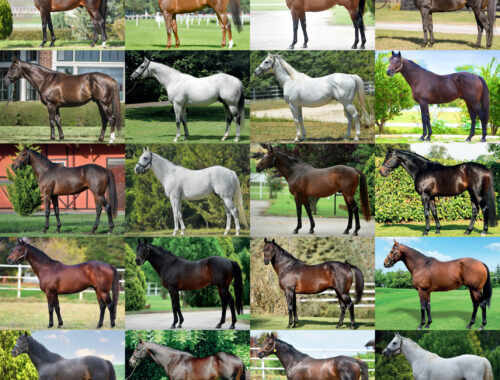 2026 YILI AYGIR KATALOĞU AYGIR MÜRACAATLARI BAŞLADI