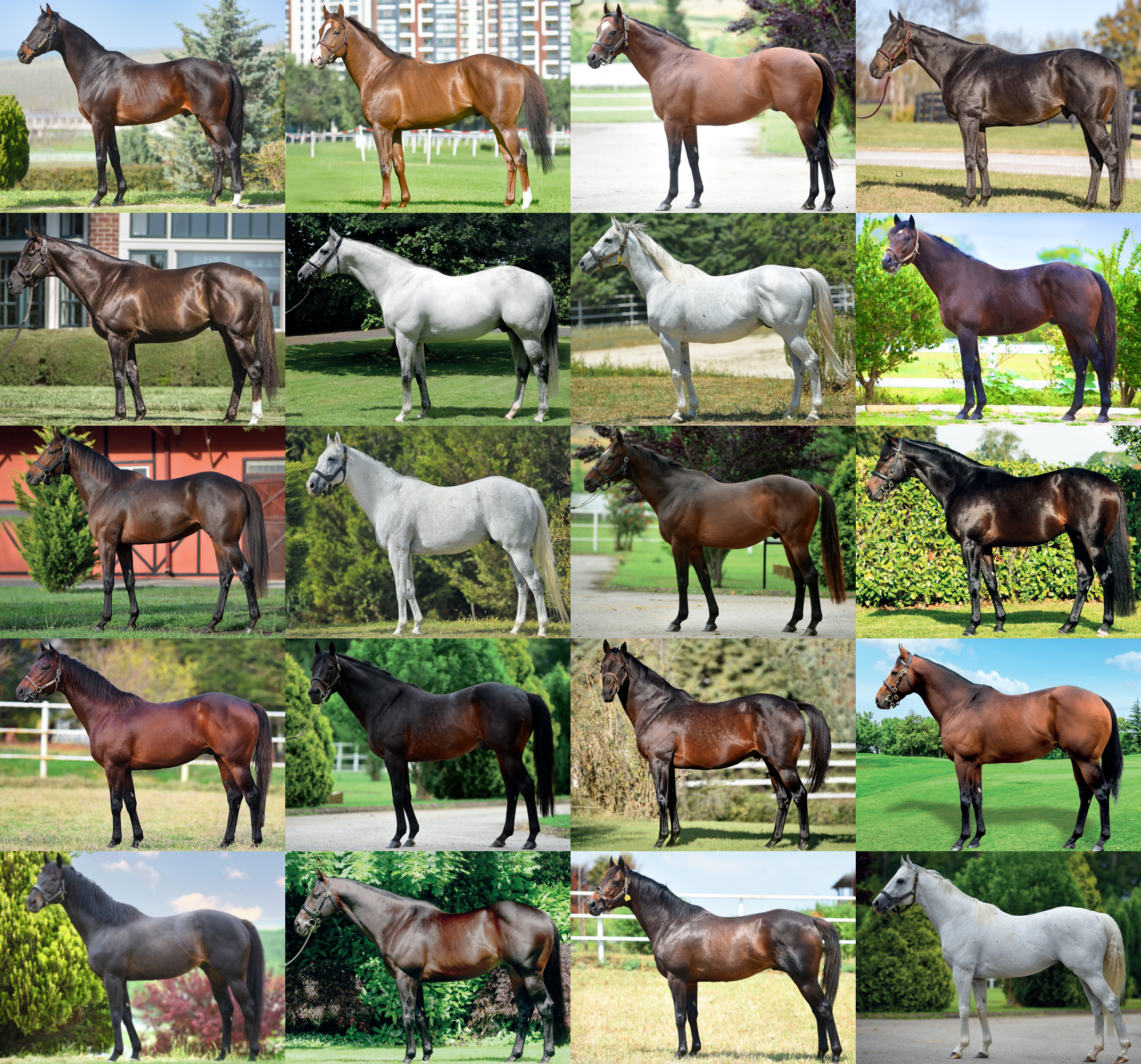 2026 YILI AYGIR KATALOĞU AYGIR MÜRACAATLARI BAŞLADI